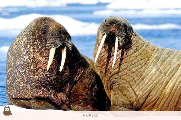 Diferencias entre foca, león marino y morsa - Características de foca, león marino y morsa