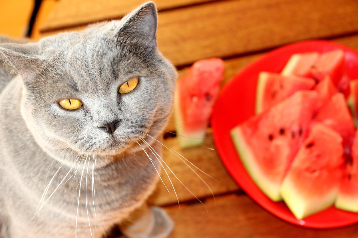 Frutas Y Verduras Que Los Gatos No Pueden Comer