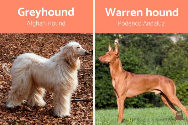 Greyhound vs Warren Hound - Características físicas del Greyhound y del Warren Hound