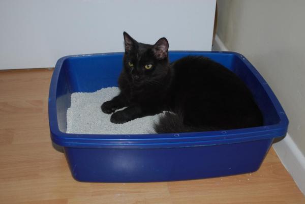 Gato durmiendo en la caja de arena - Causas y soluciones - Gato durmiendo en la caja de arena: enfermo