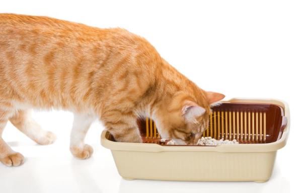 Los gatos comen tierra - Signos de Pica en los gatos - 5 razones por las que los gatos comen tierra