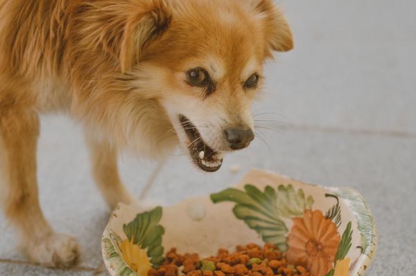 Glucosamina para perros - Definición, beneficios y suplementos - Contraindicaciones de la glucosamina en perros