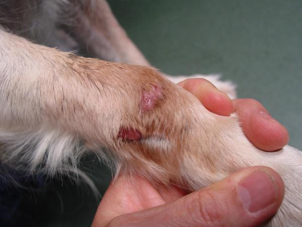 Granuloma por lamido en perros - Tratamiento y causas - Síntomas del granuloma por lamido en perros