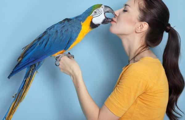 Guacamayos como mascotas - ¿Por qué tener un guacamayo como mascota?