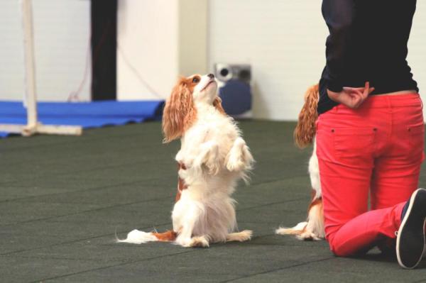 Guía de adiestramiento canino - Nivel Básico - Adiestramiento canino nivel básico: primera etapa