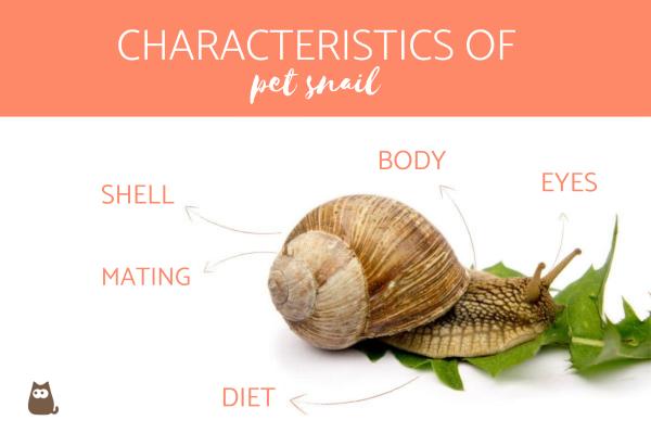 Guía para el cuidado de los caracoles como mascota - El caracol como mascota