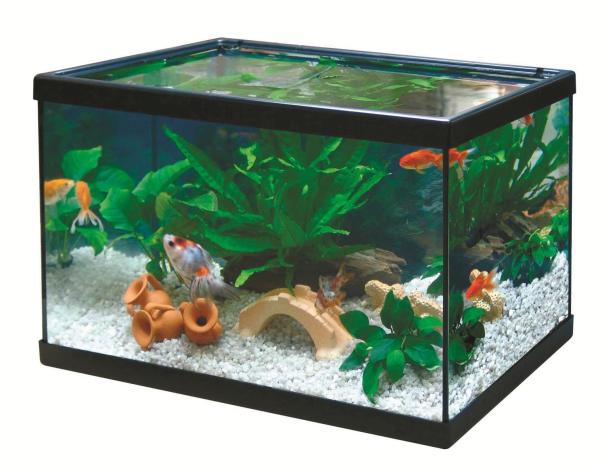 Guía paso a paso para preparar un acuario de agua fría - Paso 1