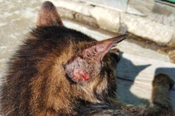 Hematoma auditivo en gatos - Causas y tratamiento - Síntomas de un hematoma auditivo en gatos