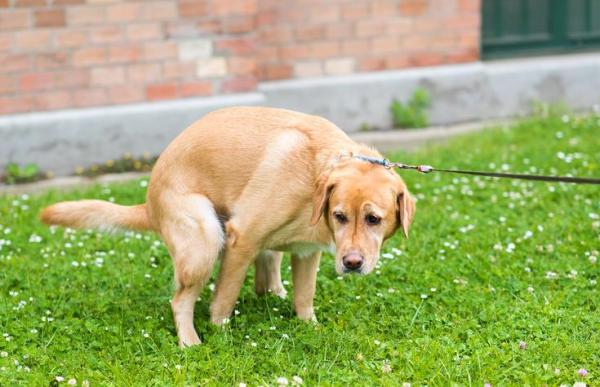 Hemorroides en perros - Síntomas, causas y tratamiento - ¿Los perros padecen hemorroides?