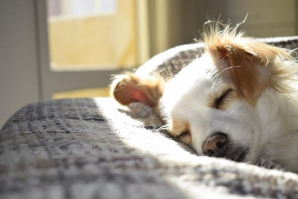 Hepatitis infecciosa canina - Síntomas y tratamiento - Síntomas de la hepatitis infecciosa en perros 