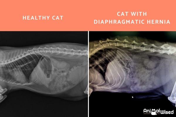 Hernia diafragmática en gatos - Causas, síntomas y tratamiento - ¿Qué es una hernia diafragmática en gatos?