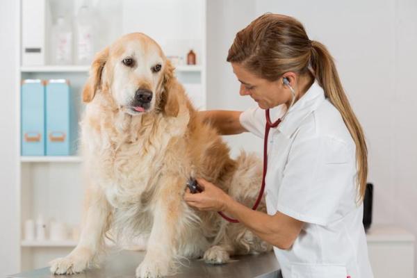 Hipertensión pulmonar en perros - Síntomas, causas y tratamiento - Diagnóstico de hipertensión pulmonar en perros