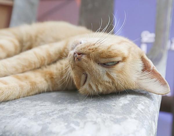 Hipoglucemia en gatos - Causas, síntomas y tratamiento - Causas de hipoglucemia en gatos