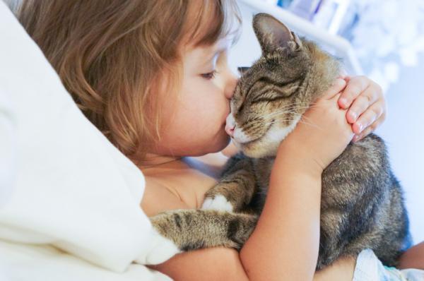 Hombre vs. Gatas: ¿cuál debo adoptar? - Características de las gatas