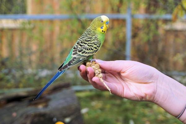 Ideas de enriquecimiento para pájaros domésticos: ejercicio físico para pájaros domésticos