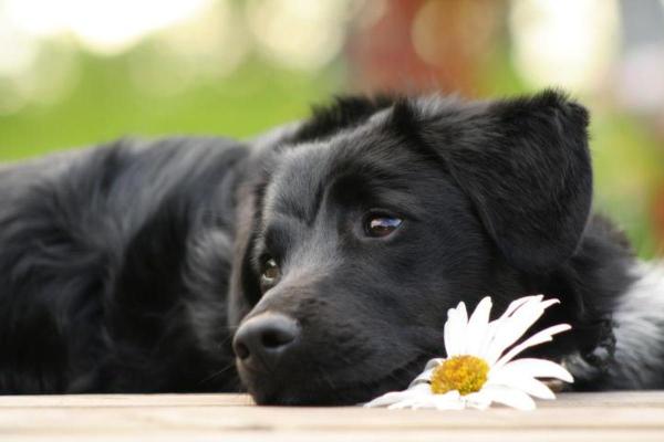 Infusiones de hierbas para perros - Infusión de hierbas de manzanilla