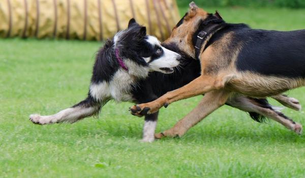 Inhibición de mordeduras en perros: consideraciones generales
