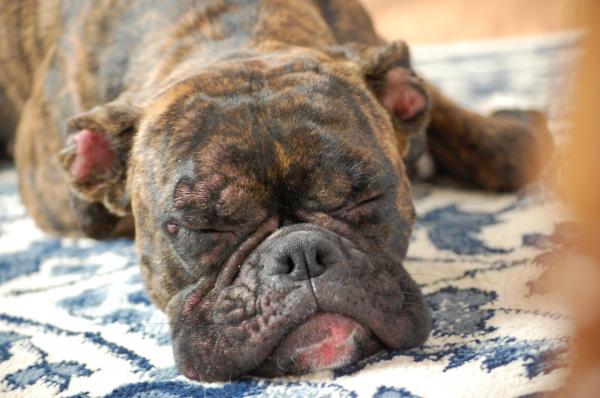 Intolerancia alimentaria en perros - Síntomas y dieta - Intolerancia alimentaria en perros - síntomas