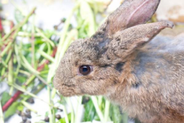 Ivermectina para conejos - Posología, uso y contraindicaciones - ¿Para qué se utiliza la ivermectina en conejos?