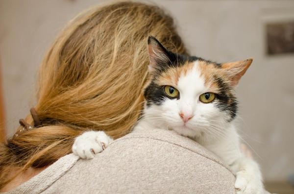 Juegos para estimular mentalmente a tu gato en casa - Consejos para jugar y entrenar la inteligencia de tu gato