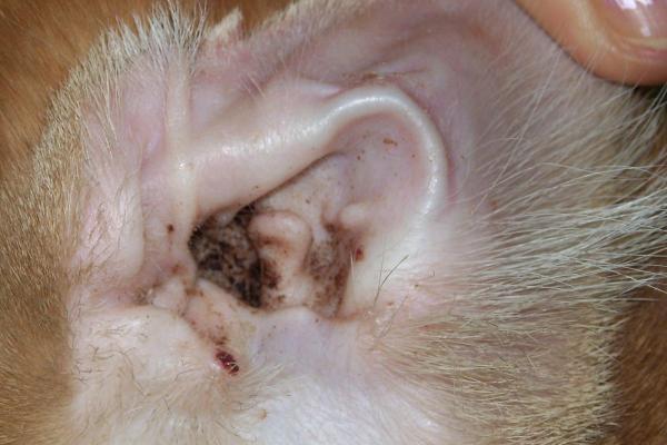 Mi perro tiene cosas negras en los oídos - Otitis por hongos