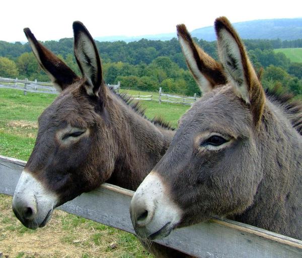 La diferencia entre asno, burro y mula - La diferencia entre asno y asno