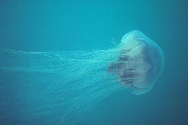 La medusa más grande del mundo: la medusa melena de león 