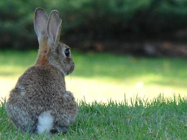 La orina de mi conejo es de color blanco lechoso: ¿de qué color es la orina de conejo?