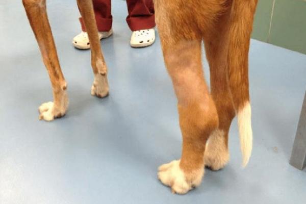 Linfedema en perros - Extremidades hinchadas - Síntomas de linfedema en perros