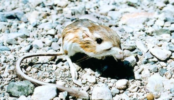 La Rata Canguro como mascota - ¿Es posible tener una rata canguro como mascota?