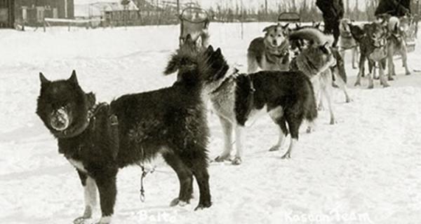 La verdadera historia de Balto, el perro que se convirtió en héroe - El perro esquimal de Nome