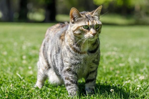 Las 10 razas de gatos más inteligentes: Bobtail americano