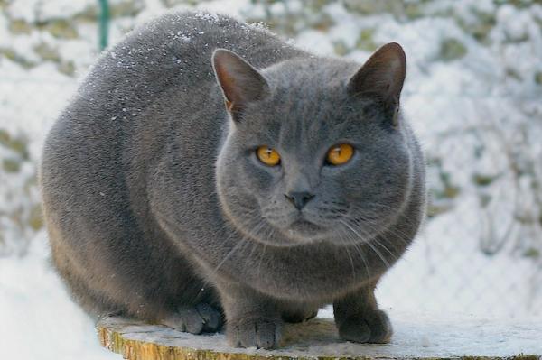 Las 10 razas de gatos más sociales: ¡amigables y cariñosas!  - 10. Chartreaux 