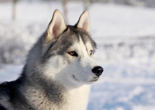 Las 10 razas de perros más populares del mundo: 1. Husky siberiano