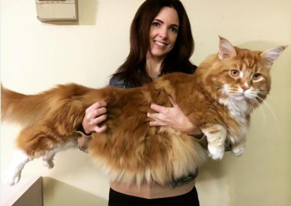 Las 12 razas de gatos más grandes: 1. Maine Coon