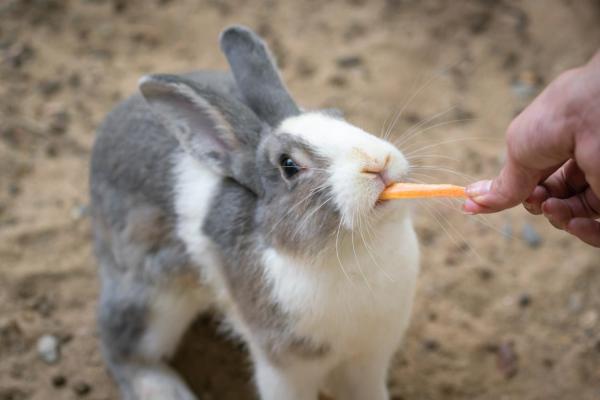 Las mejores golosinas y snacks para conejos - Cómo elegir las mejores golosinas para conejos