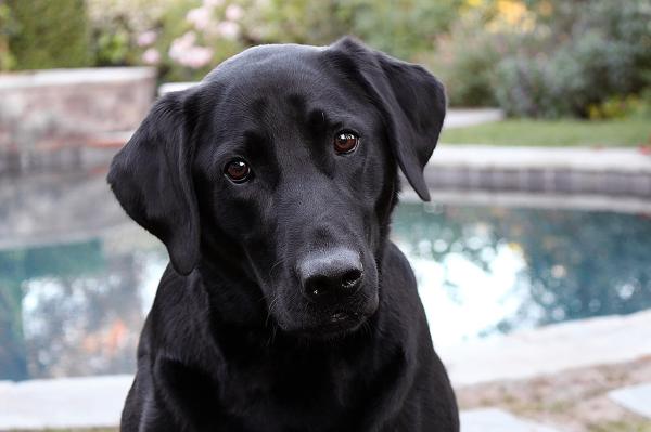 Las mejores razas de perros que son buenos con los gatos - Labrador Retriever