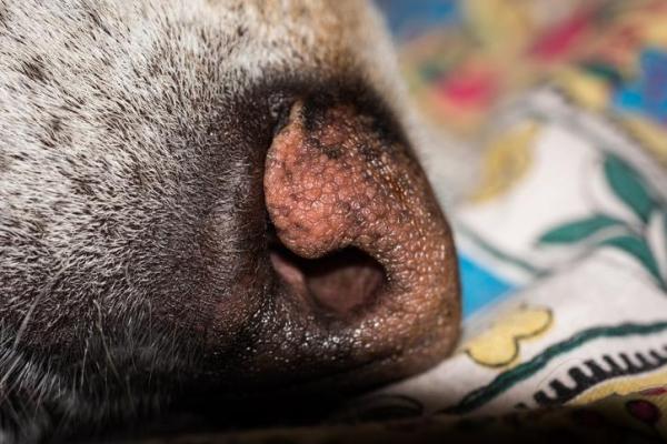 Las patas de mi perro están secas y ásperas - Hiperqueratosis en perros - Causas de la hiperqueratosis en perros