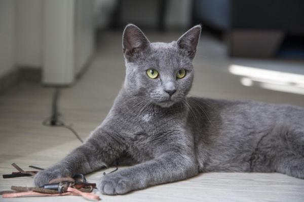 Las razas de gatos más bonitas del mundo: 1. Gato azul ruso