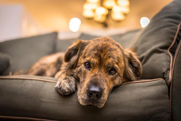 Leucopenia en perros - Recuento bajo de glóbulos blancos - Síntomas de leucopenia en perros