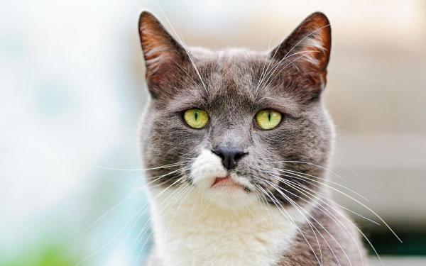 Limpiar las orejas de tu gato: Guía paso a paso - Paso 2