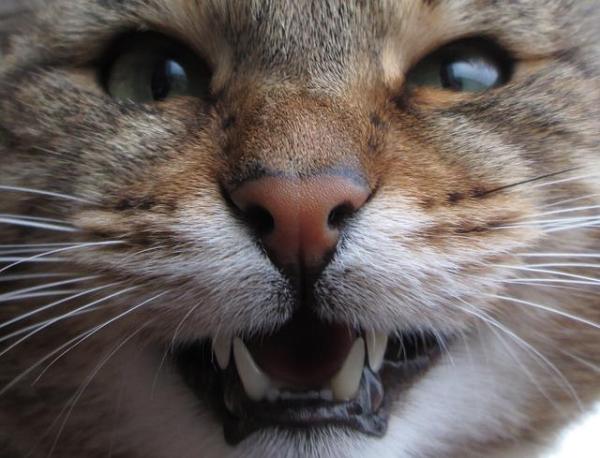 Limpiar los dientes de tu gato: comprende la higiene dental de los gatos