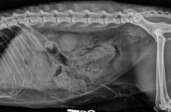 Linfoma intestinal en gatos: ¿Qué es un linfoma intestinal en gatos?