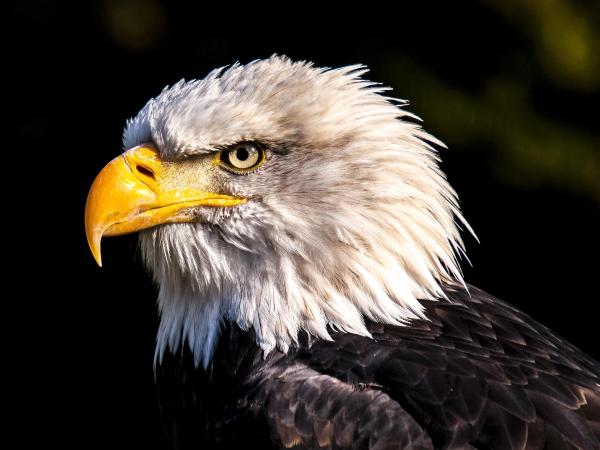 Lista de aves carnívoras - Ejemplos de aves rapaces - ¿Todas las aves carnívoras se consideran aves rapaces?