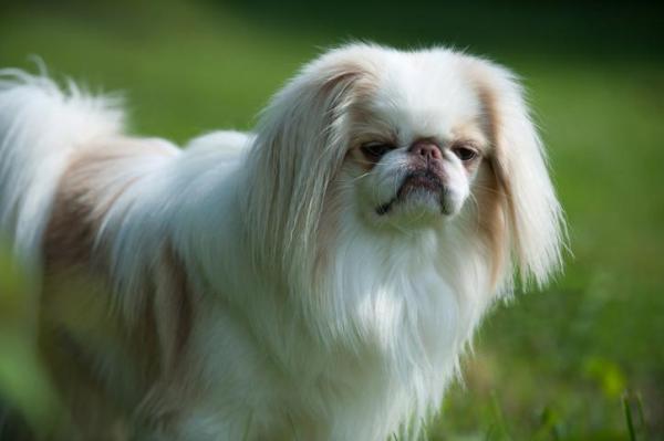 Lista de las mejores razas de perros pequeños: 1. Chin japonés