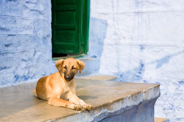 Lista de razas indias de perros - Raza de perros indios: Perro paria indio
