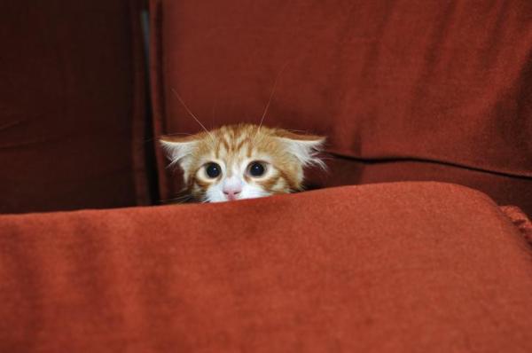 Los 10 escondites de gatos más comunes - 5. Detrás de las cortinas
