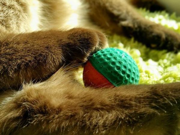 Los 5 juguetes que más les gustan a los gatos: pelotas de ping pong