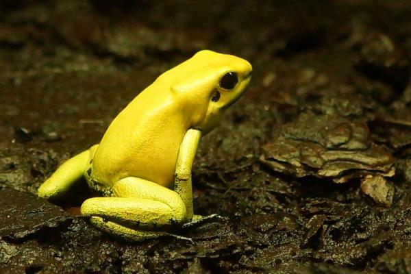 Los anfibios más venenosos del mundo - Rana venenosa dorada (Phyllobates terribilis)