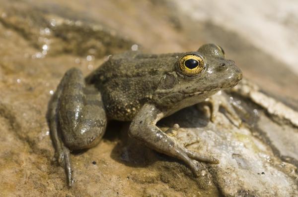 Los animales más amenazados de Europa: la rana Karpathos (Pelophylax cerigensis)